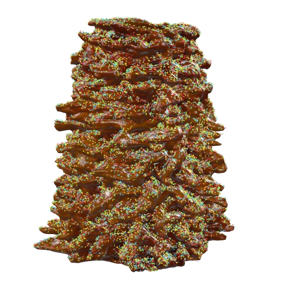 Vidutinis šakotis aplietas šokoladu ir pabarstukais